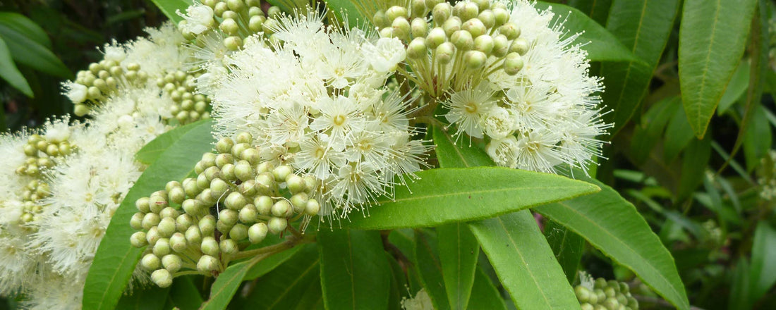 Lemon Myrtle: A Culinary Marvel with Health Benefits